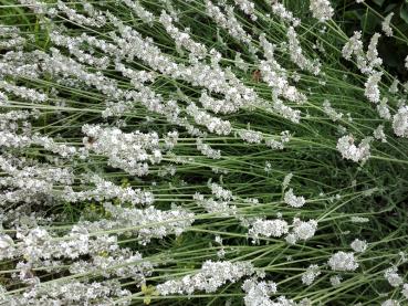 Reichblühender Weißer Lavendel