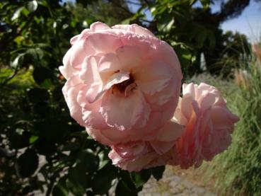Rosa Eden Rose®