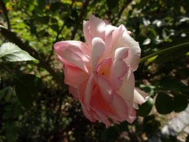 Rosa Eden Rose®