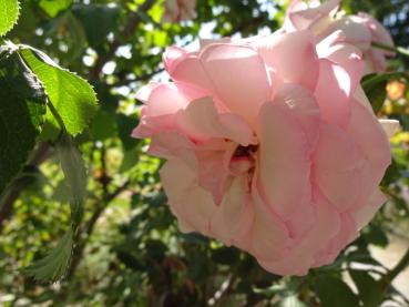 Rosa Eden Rose®