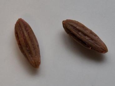 Der Samen von Elaeagnus multiflora Russische Ernte