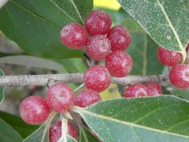 Rote Früchte der Korallenölweide