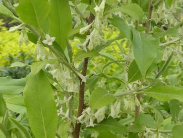 Reiche Blüte der Korallen-Ölweide