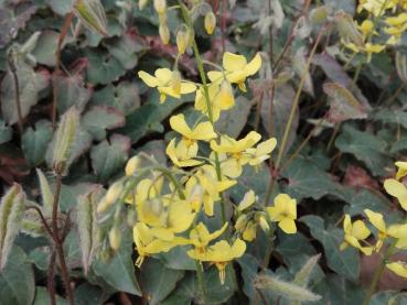 Gelbe Blüten der Elfenblume