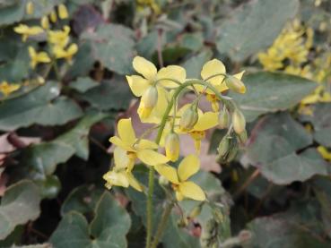 Elfenblume mit gelben Blüten