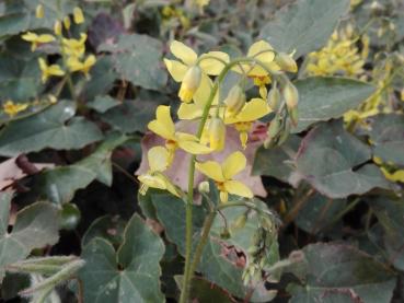 Gelbblühender Bodendecker: Elfenblume