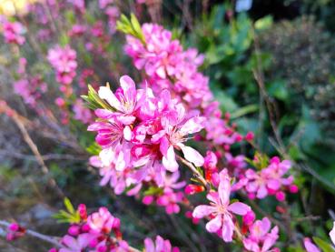 Dvärgmandel, Prunus tenella