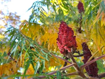 Roter Fruchtstand - Essigbaum Tiger Eyes