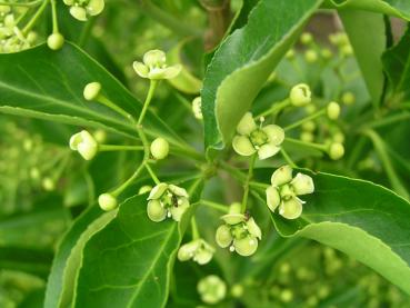 Euonymus kiautschovicus - Chinesischer Spindelstrauch