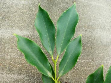 Euonymus myrianthus - Gelbfruchtiger Spindelstrauch