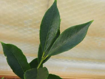 Wilsons Pfaffenhütchen - Euonymus wilsonii