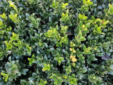 Japansk benved Green Rocket, Euonymus japonicus Green Rocket