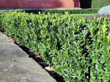 Preview: Säulen-Spindelstrauch - Euonymus japonicus Green Rocket