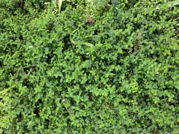 Schwachwachsender Bodendecker Euonymus fortunei Minimus