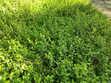 Hübscher immergrüner Bodendecker Euonymus fortunei Minimus