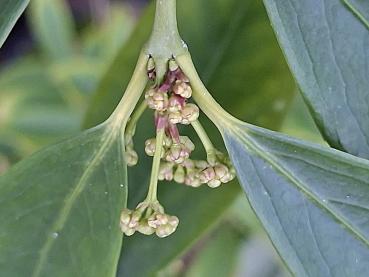 Knospen des Gelbfruchtigen Spindelstrauchs