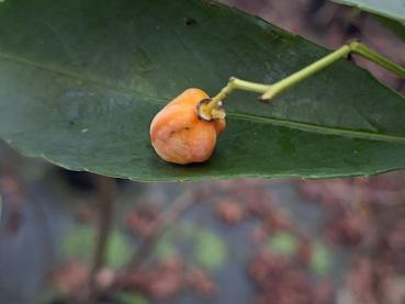 Preview: Gelbe Frucht des Euonymus wilsonii
