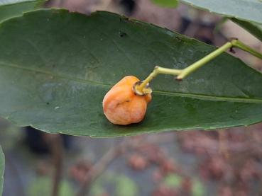 Preview: Gelbfruchtendes Wilsons Pfaffenhütchen