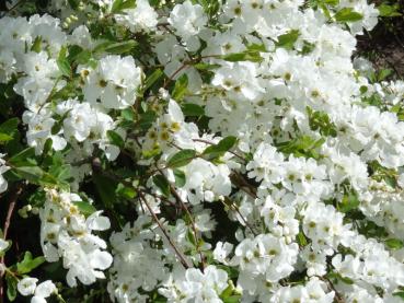 Zwerg-Prunkspiere - Exochorda macrantha The Bride