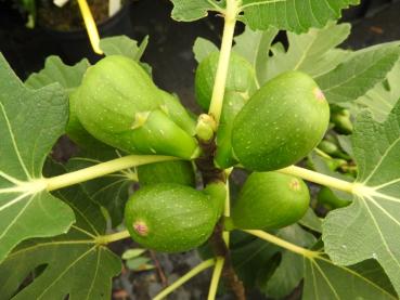 Ficus carica Bornholms Diamant - Fikon Bornholms Diamant