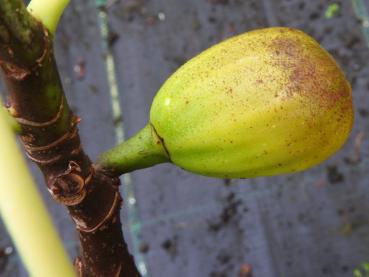 Heranwachsende Frucht der Ficus carica Bornholms Diamant