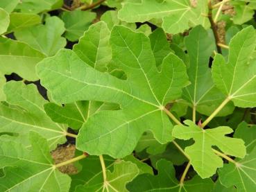 Feige Desert King - Ficus carica Desert King