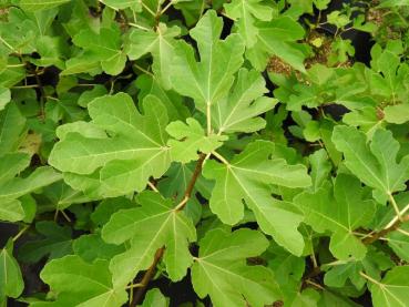 Ficus carica Desert King