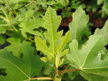 Feige Gustissimo® Peretta® - Ficus carica Gustissimo® Peretta®