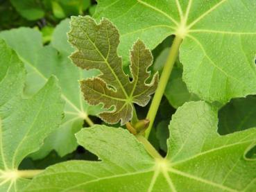 Feige Madeleine des deux Saisons - Ficus carica Madeleine des deux Saisons