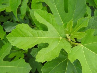 Feige Markopoulo - Ficus carica Markopoulo