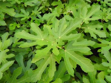 Feige Osborn Prolific - Ficus carica Osborn Prolific