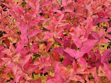 Leuchtend rote Blätter der Spiere Firelight im Herbst