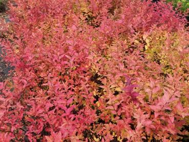 Rote Herbstfärbung der Spiere Firelight