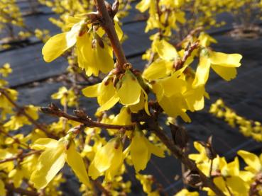 Leuchtende Blüten der Forsythia Beatrix Farrand