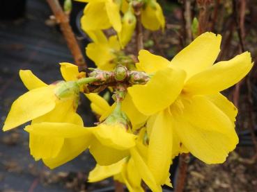 Forsythie Beatrix Farrand - gelbe Blüten im März