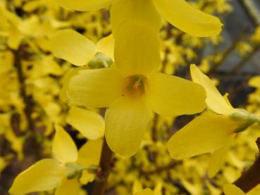 Forsythia Week-End® - Forsythie Week-End®