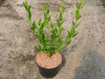 Preview: Balkanforsythia, Europeisk forsythia, Forsythia europaea