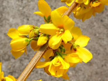 Forsythia Goldrausch - Forsythie Goldrausch