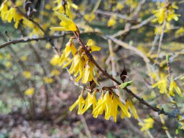 Preview: Balkanforsythia, Europeisk forsythia, Forsythia europaea