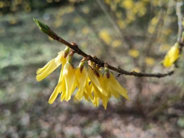 Forsythia europaea - Balkanforsythia