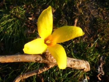 Mandschurische Forsythie - Forsythia mandshurica