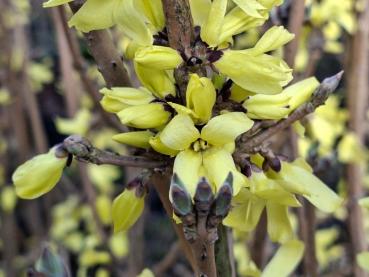 Preview: Gelbe Blüte der Mandschurischen Forsythie