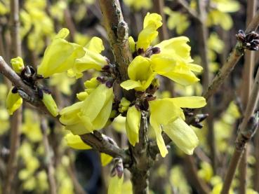 Preview: Gelbblühender Strauch Mandschurische Forsythie