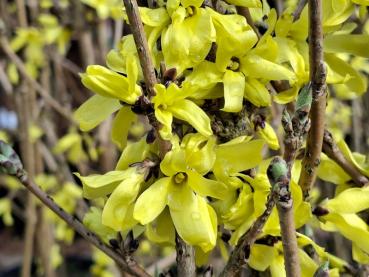 Mandschurische Forsythie - Forsythia mandshurica