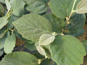 Federbuschstrauch Blue Shadow - Fothergilla gardenii Blue Shadow