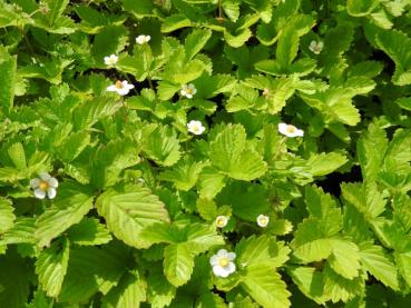.Fragaria vesca var. semperfl. Alexandria