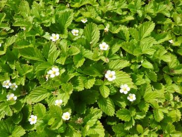 .Fragaria vesca var. semperfl. Alexandria