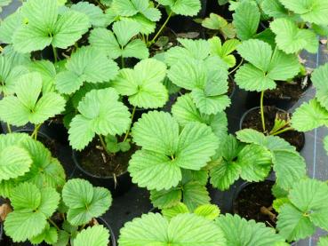 .Fragaria Weiße Ananas - Weiße Ananas-Erdbeere