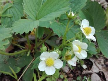 Smultron, Fragaria vesca var. vesca