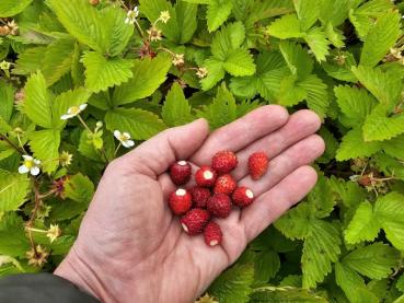Smultron Alexandria, Fragaria vesca var. semperflorens Alexandria